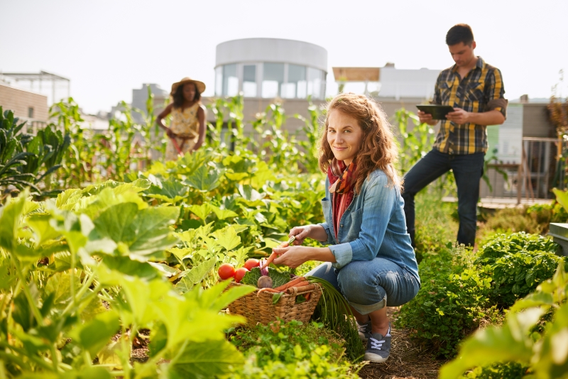 Horticulture de l'u de s